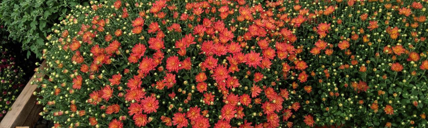 Red mums