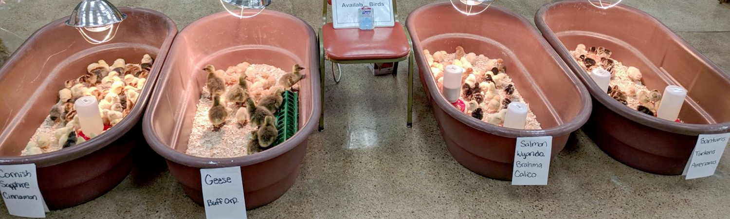 Troughs of baby chicks